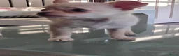 Chihuahua dogs for sale: Puppy chihuahua for sale - Advert 1