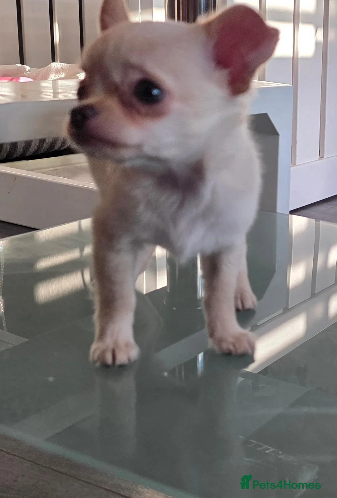 Chihuahua dogs for sale: Puppy chihuahua for sale - Advert 1