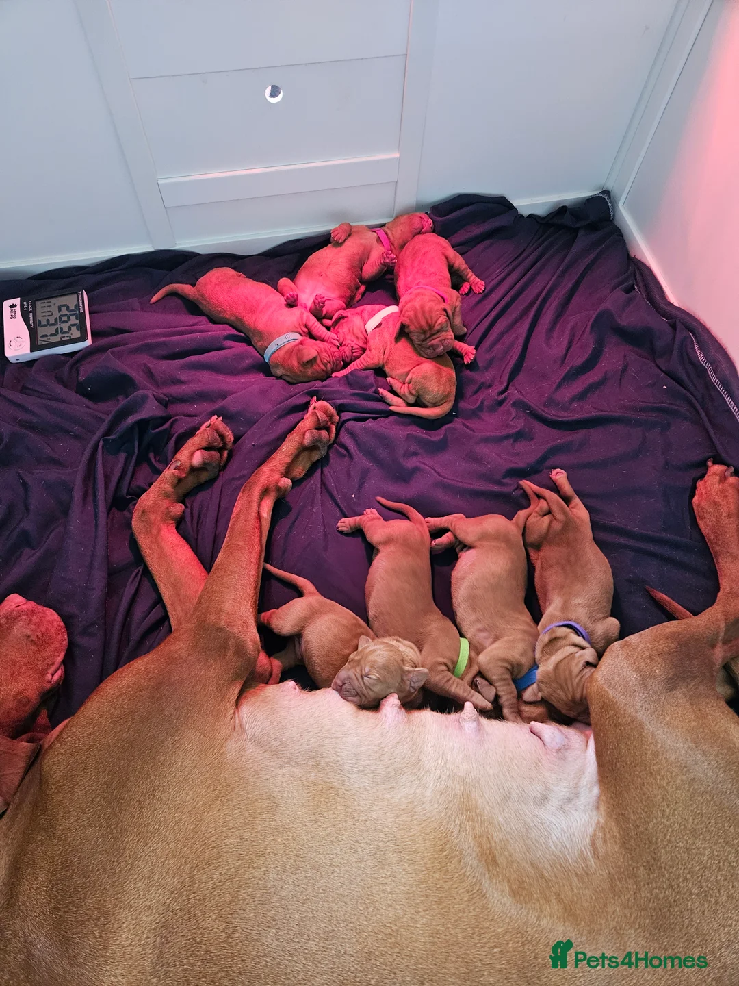 Hungarian Vizsla dogs for sale: 🏆🇭🇺 KC Registered fully trained HungarianVizsla - Advert 17