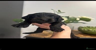 Cockapoo dogs - Advert 5