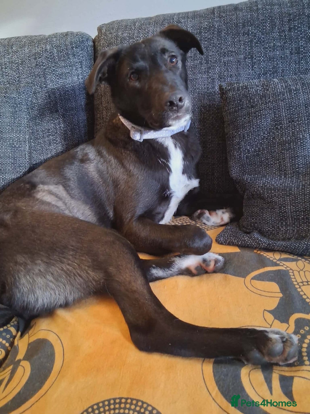 Mixed Breed dogs for adoption: 💕 Iza 💕  - Advert 2