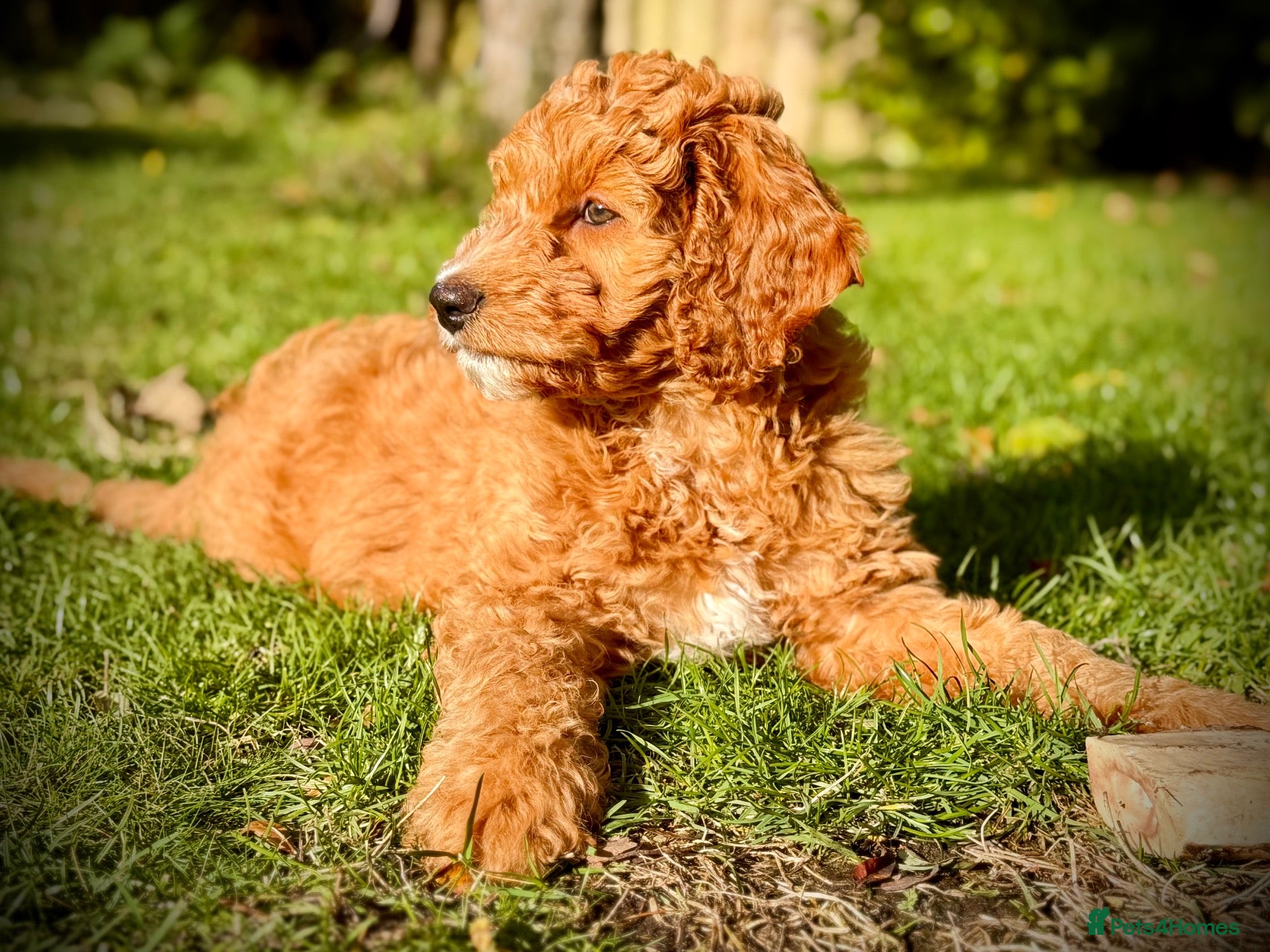 Australian Labradoodle dogs for sale: ❤️❤️ AUSTRALIAN GOLDENDOODLES ❤️❤️ - Advert 4