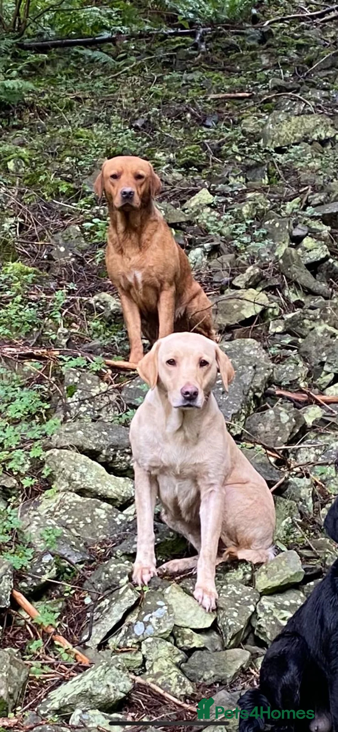 Labrador Retriever dogs for sale: Yellow Labrador pups - Advert 7