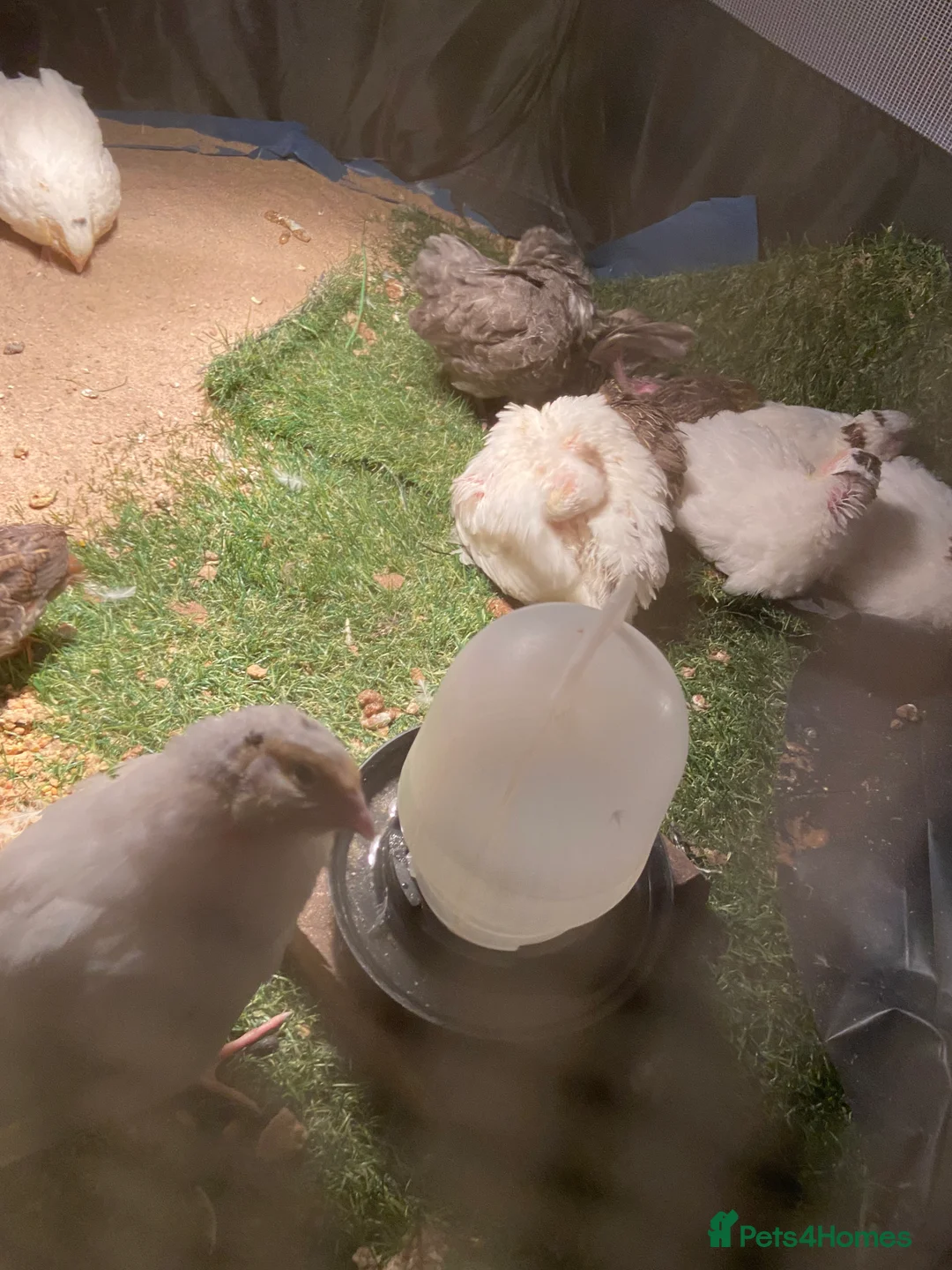 Quail poultry for sale: English whits  - Advert 1