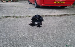 Cockapoo dogs for sale: COCKAPOO F1 EXTENSIVELY DNA HEALTH TESTED - Image 6