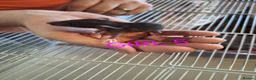 Rat rodents for sale: Baby male and female dumbos and rex rats  - Advert 5