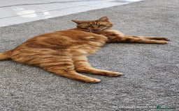 British Shorthair cats for sale: Gin & Tonic  - Image 7