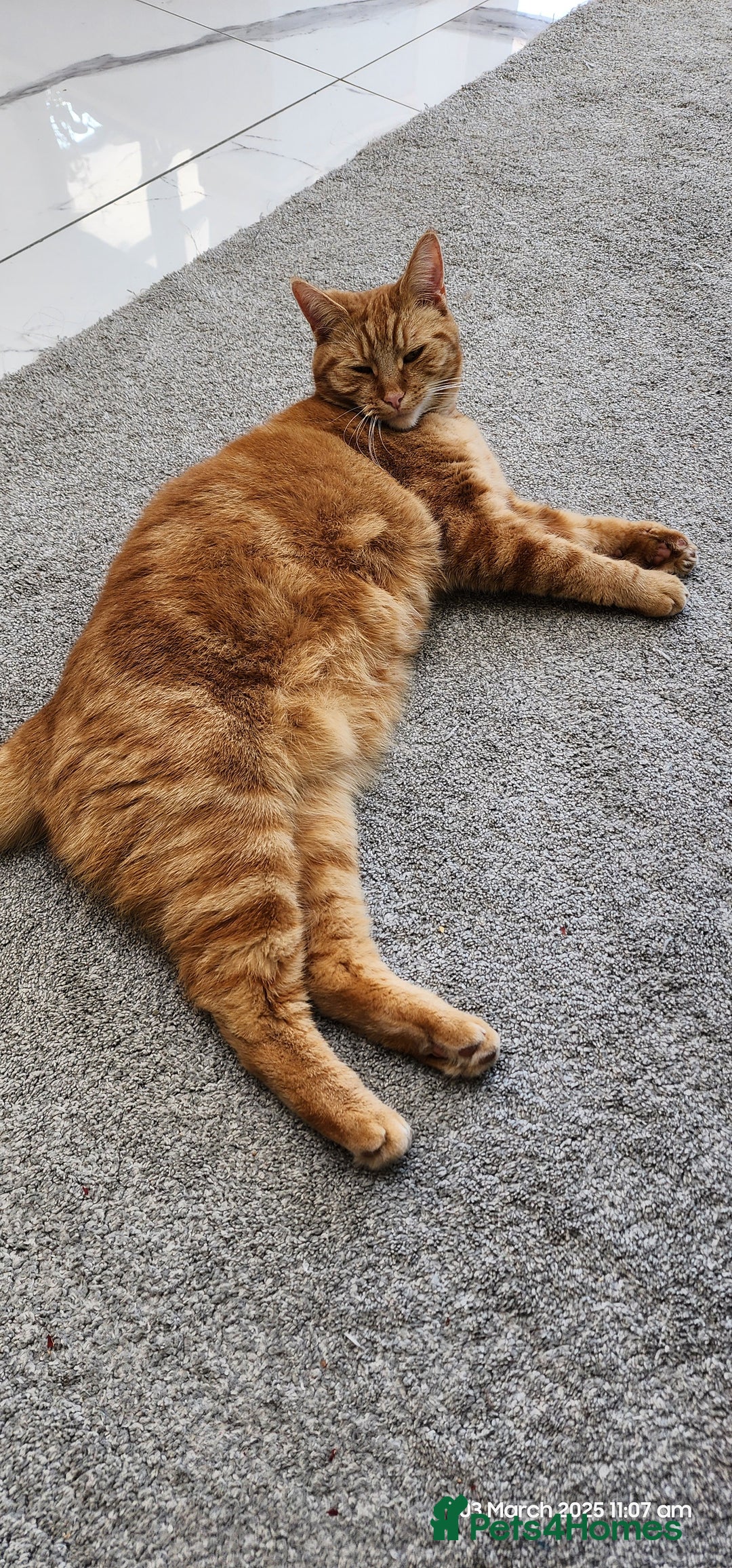 British Shorthair cats for sale: Gin & Tonic  - Image 7