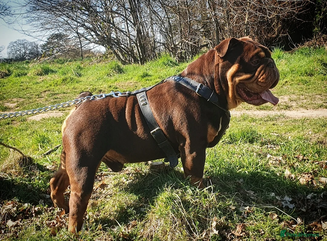 English Bulldog dogs for stud: *ROGUEROYALES Stud Valentino* Health Tested Clear in Wolverhampton - Advert 6