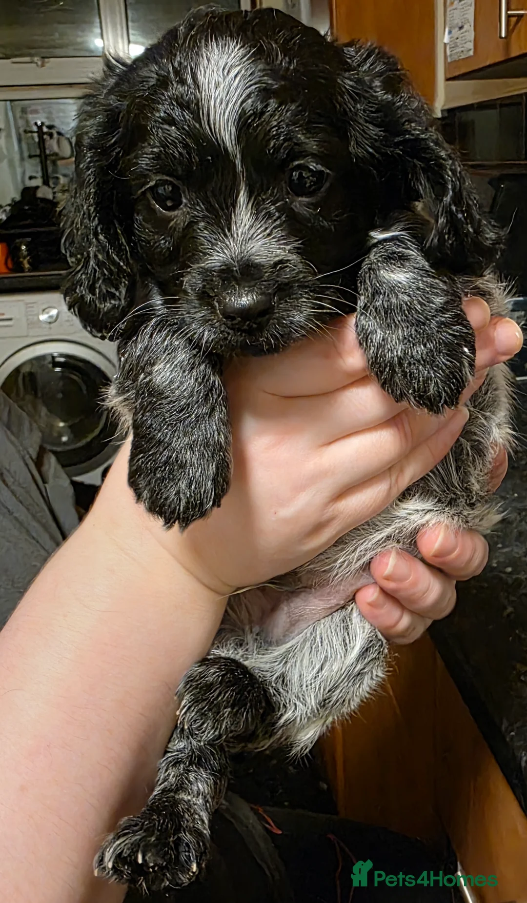 Cockapoo dogs for sale: The Magnificent fully-vaccinated Seven  in Romford - Advert 13