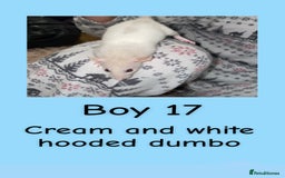 Rat rodents for sale: Beautiful baby rats looking for forever homes! - Advert 32