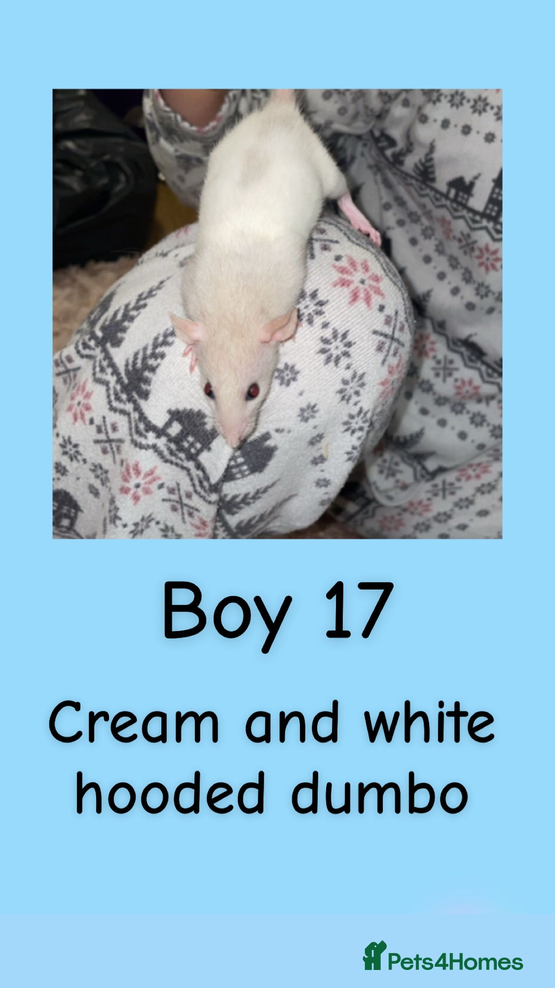 Rat rodents for sale: Beautiful baby rats looking for forever homes! - Advert 32