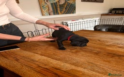 Mixed Breed dogs for sale: Gorgeous Black Poogledoodles Kid-Friendly Beauties - Image 12