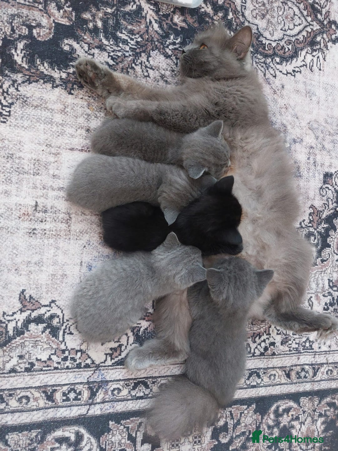 British Shorthair cats for sale: Starsky & Hutch ready for their forever home - Image 5