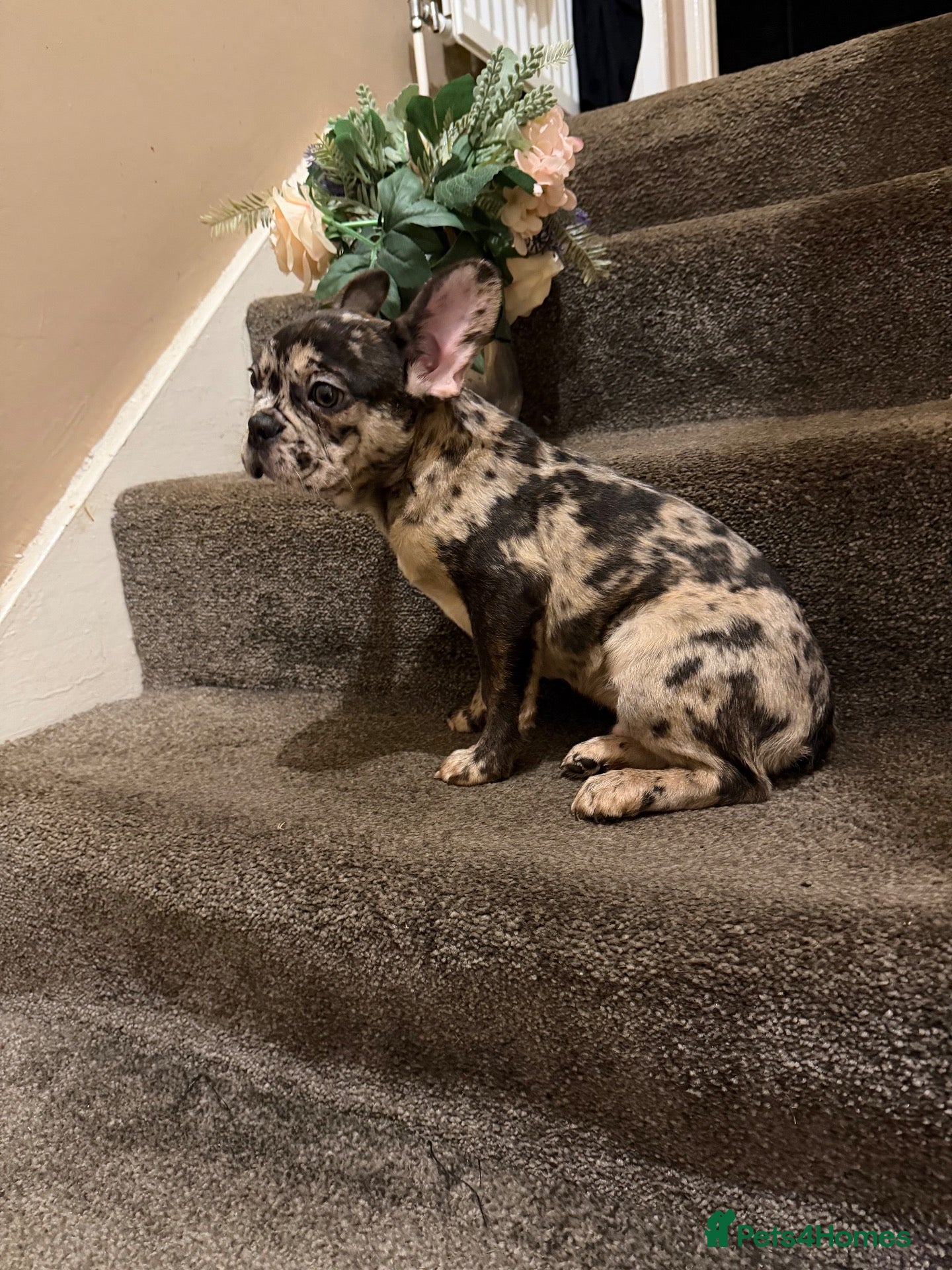 French Bulldog dogs French bulldogs for sale  - Advert 1