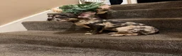 French Bulldog dogs for sale: French bulldogs for sale  - Advert 1