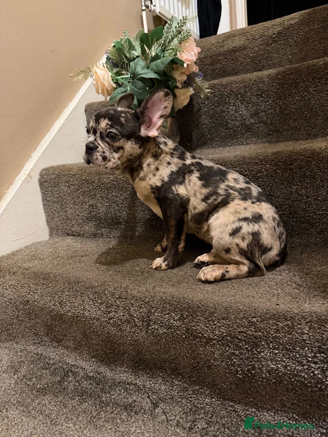 French Bulldog dogs for sale: French bulldogs for sale  - Advert 1