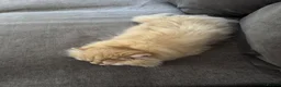 British Longhair cats for sale: Longhair baby Rocky looking for forever home - Advert 2