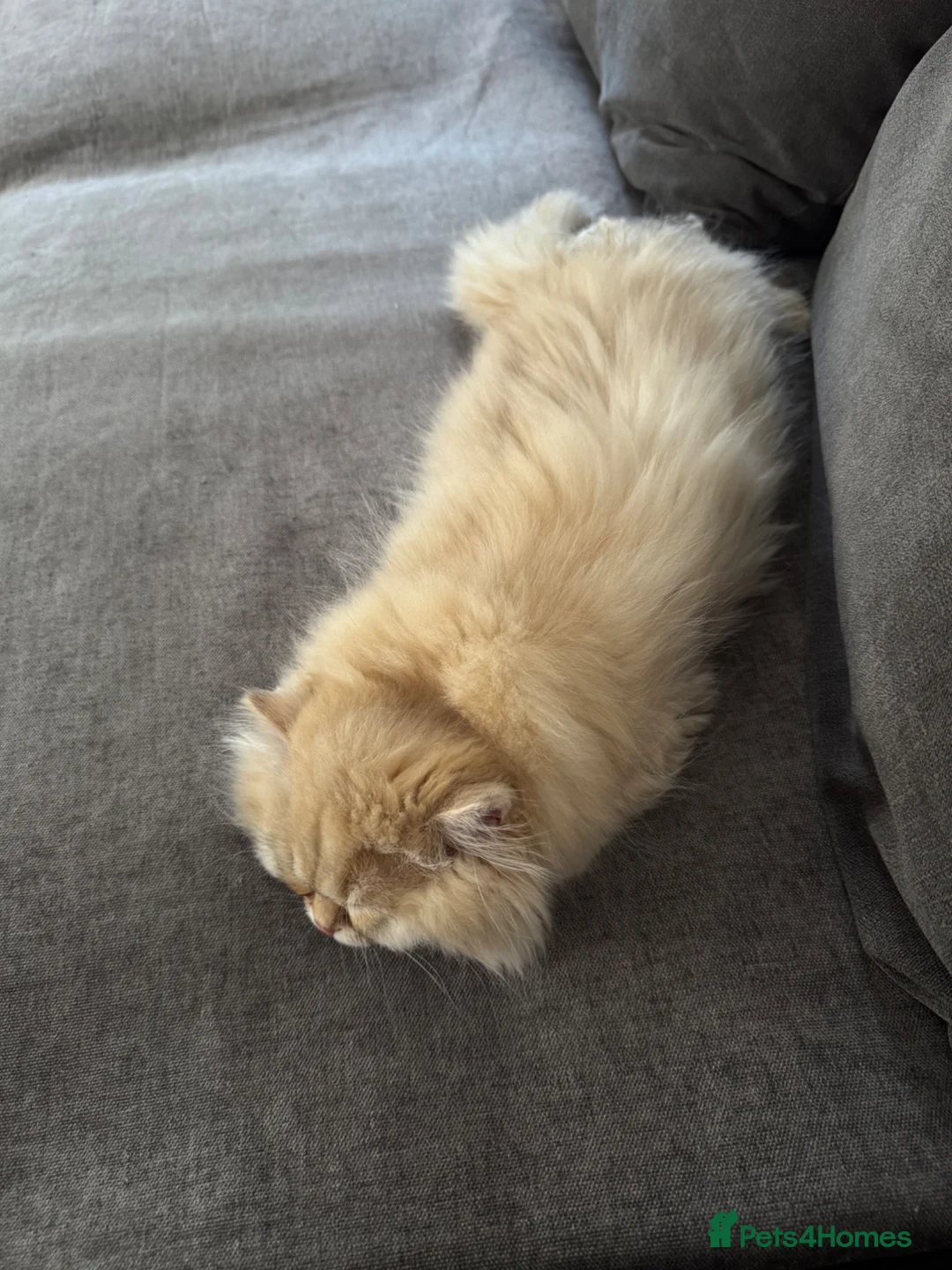 British Longhair cats for sale: Longhair baby Rocky looking for forever home - Advert 2