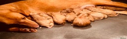 Labrador Retriever dogs for sale: Fox Red KC Reg Labrador Pups - Advert 2