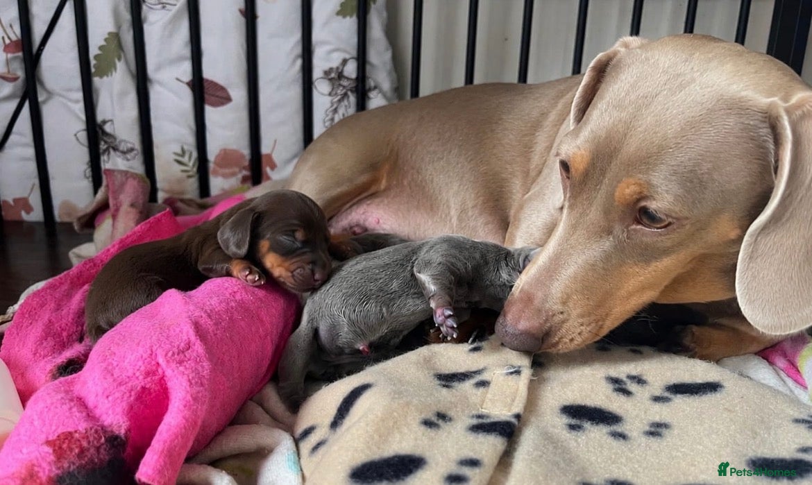 Dachshund dogs 💎🤎 Rare Solid Blue & Choc & Tan Mini Dachshunds  - Advert 1