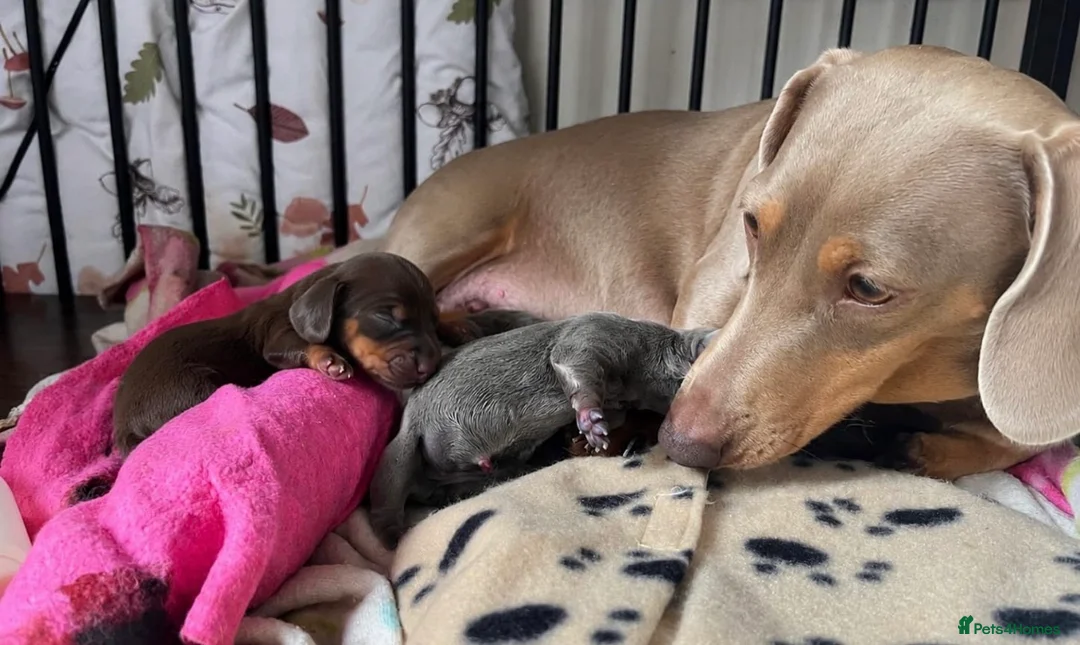 Dachshund dogs for sale: 💎💎 Rare Solid Blue & Choc & Tan Mini Dachshunds  - Advert 1
