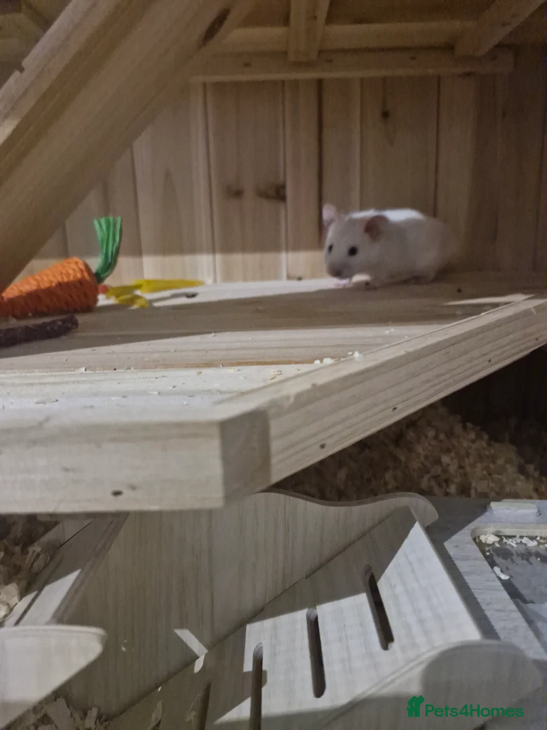Hamster rodents for sale: Benson syrian hamster full set up - Advert 4