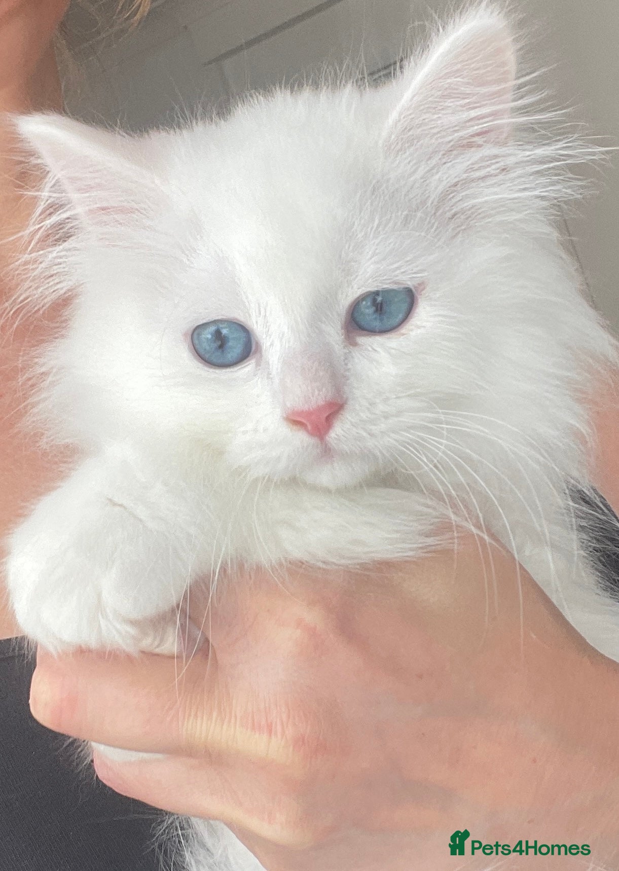 Siberian cats Siberian Pure Kittens Available  - Advert 9