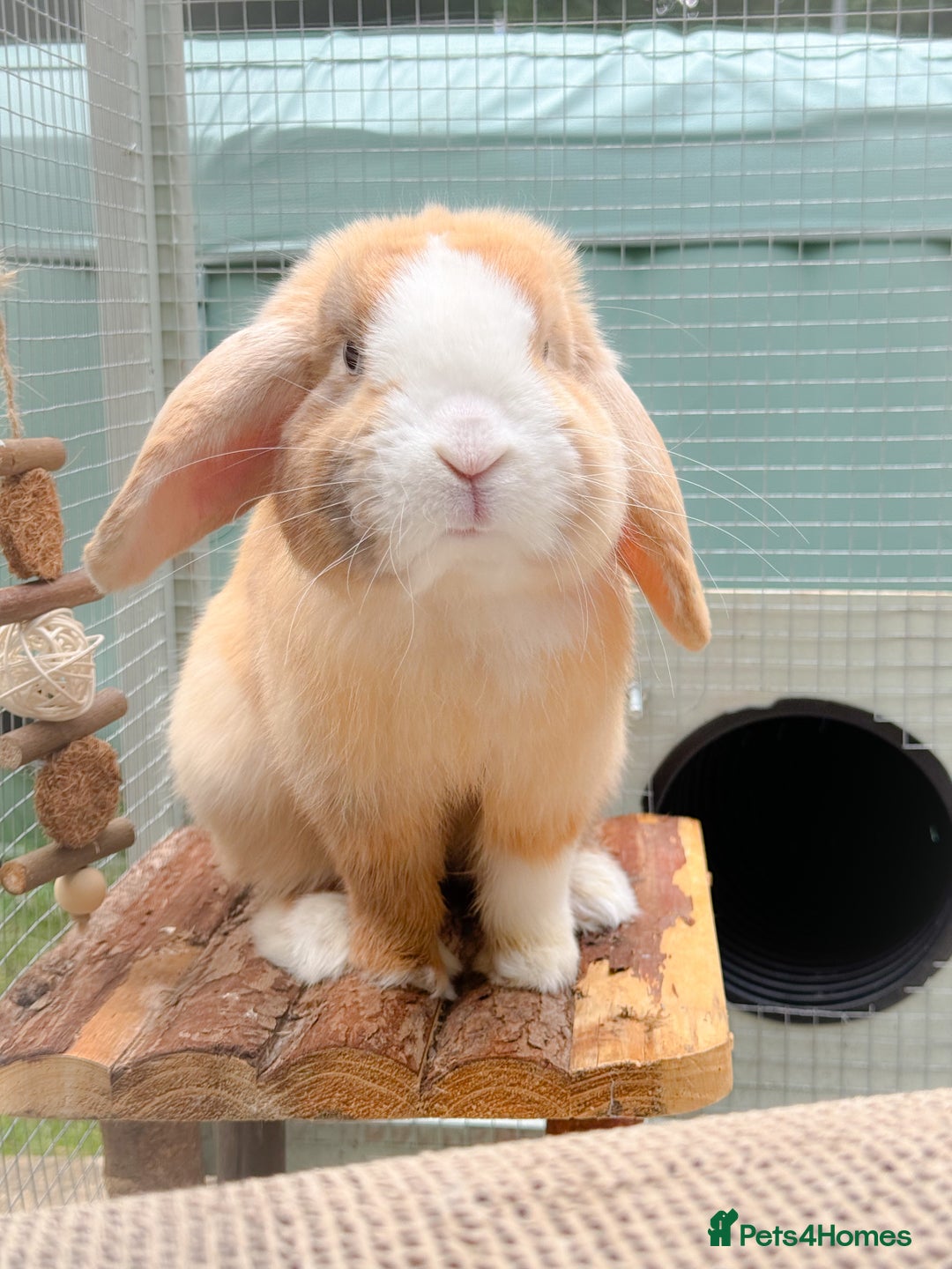 Mini Lop rabbits for sale: Mini Lop Buck  - Advert 1
