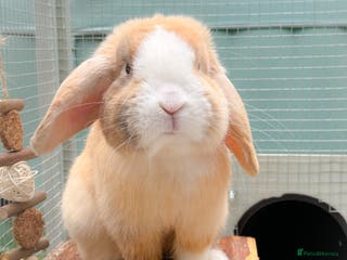 Mini Lop rabbits Mini Lop Buck - Advert 1