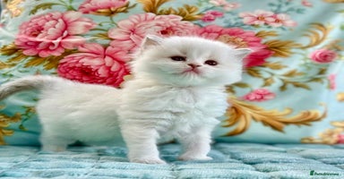 Ragdoll cats - Advert 8