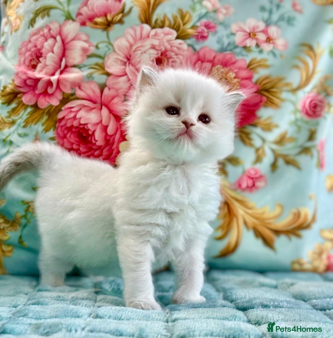 Ragdoll cats for sale: 1 boy 3 girls  - Image 2