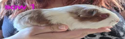 Guinea Pig rodents for sale: Gergouse guinea pigs  - Advert 9