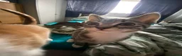 Maine Coon cats for sale: Playful Maine coon kittens ready for a loving home - Advert 14