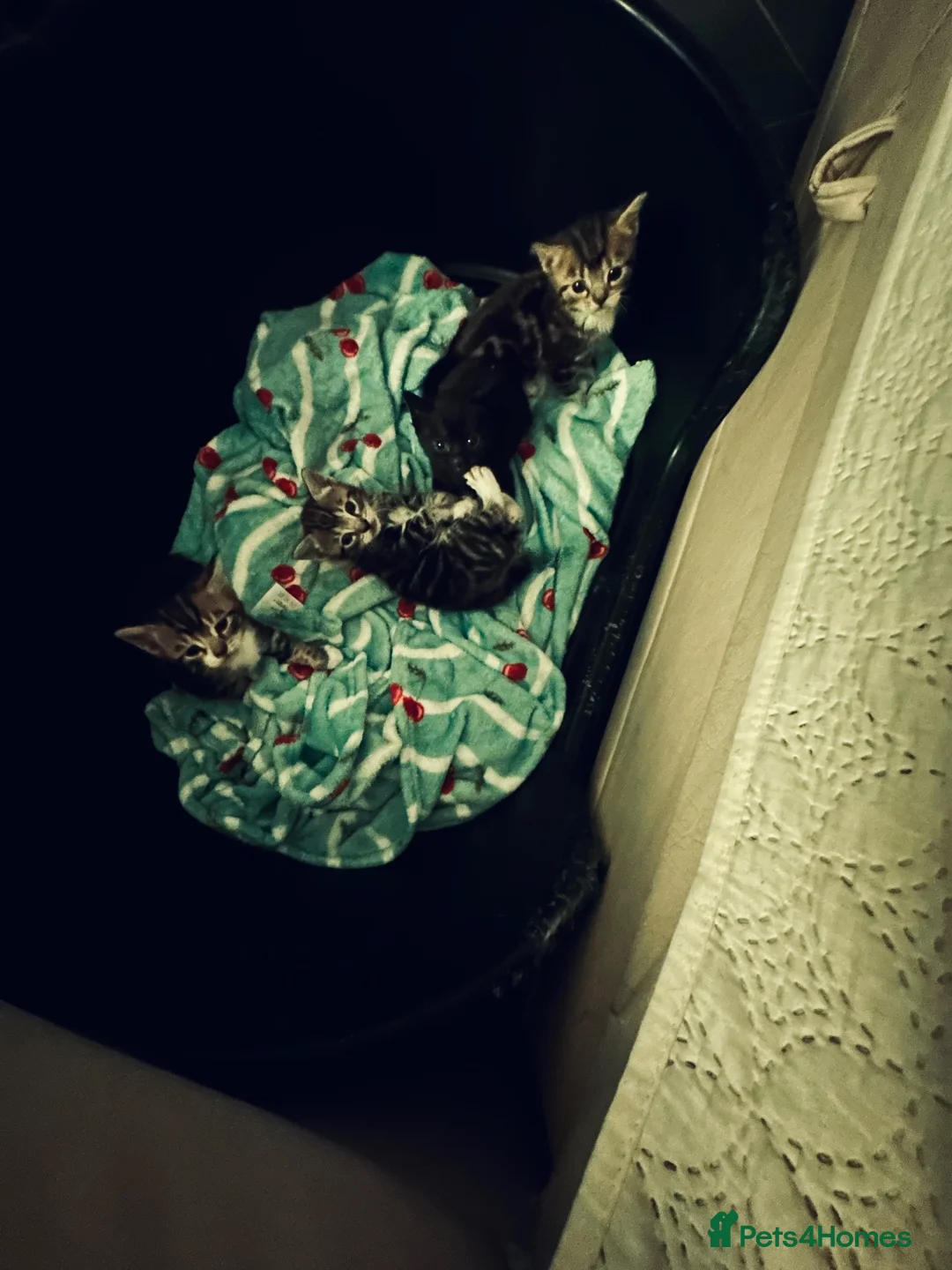 Mixed Breed cats for sale: Adorable Kittens Looking for Their Homes  in Waltham Abbey - Advert 1