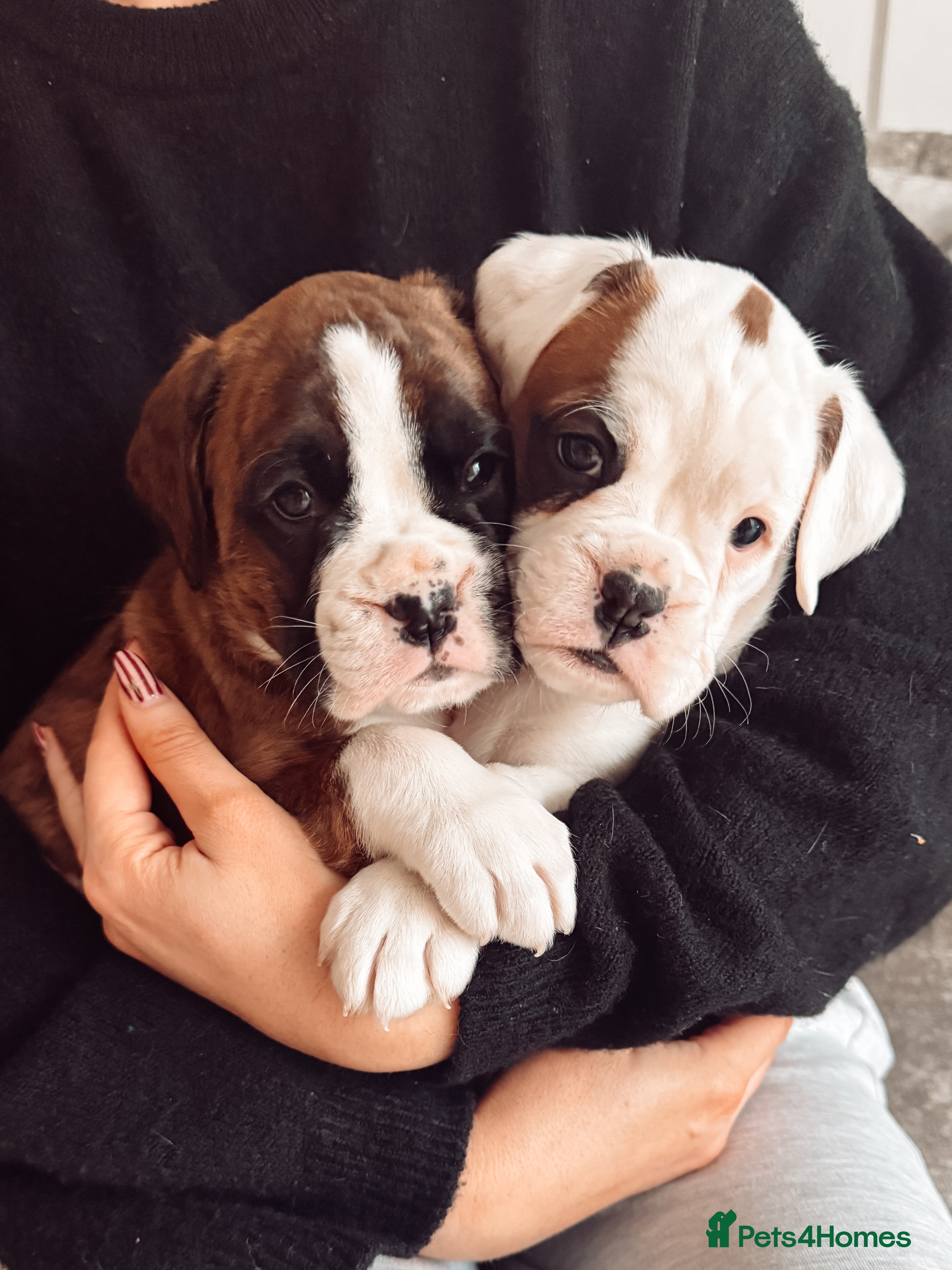 Boxer dogs 2x CHAMP BLOODLINE CHUNKY BOXER PUPS, bobtail/tail - Advert 2