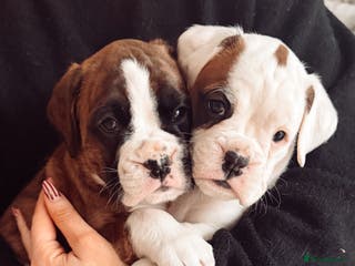 Boxer dogs 1 x CHAMP BLOODLINE CHUNKY BOXER PUPS, bobtail - Advert 11