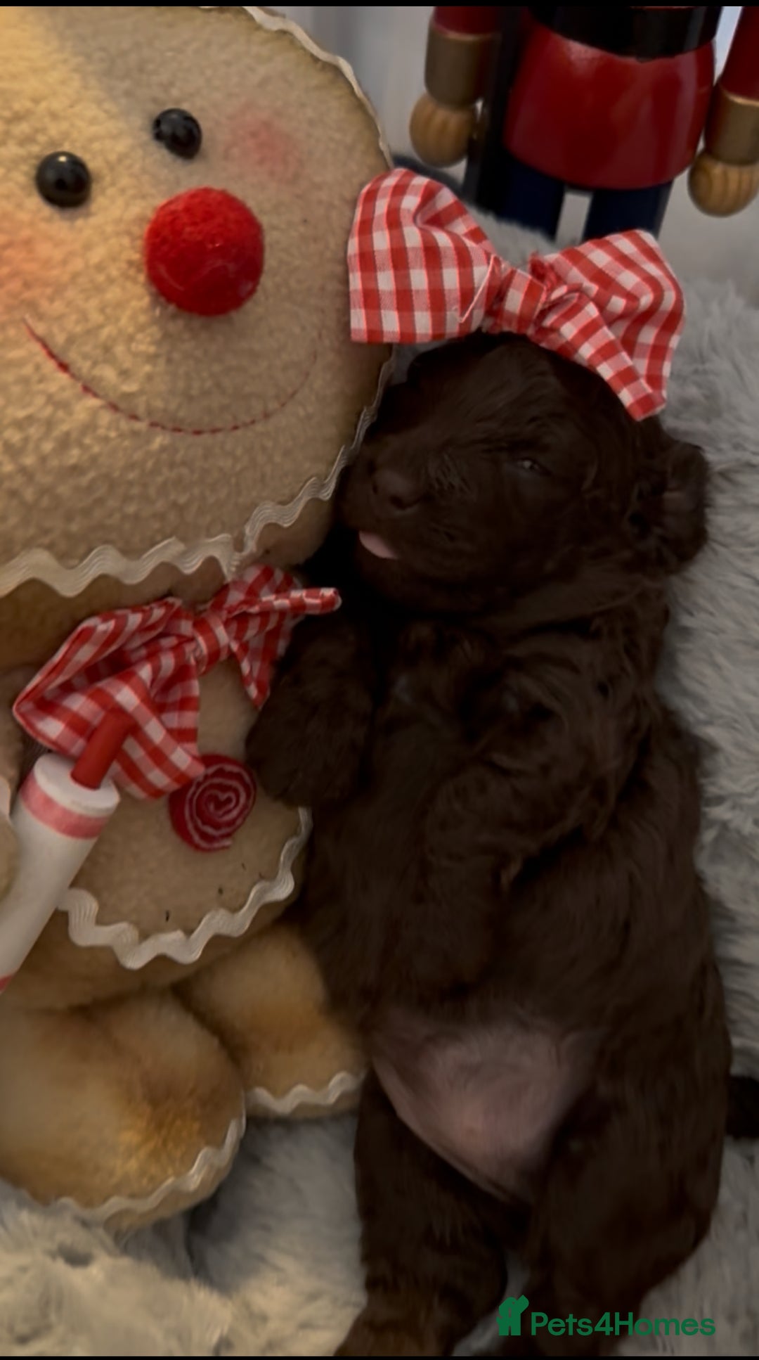 Mixed Breed dogs for sale: Poochon x Doxiepoo - Advert 7