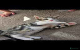 Domestic Shorthair cats for sale: 3 female kittens *READ DESCRIPTION* - Image 6