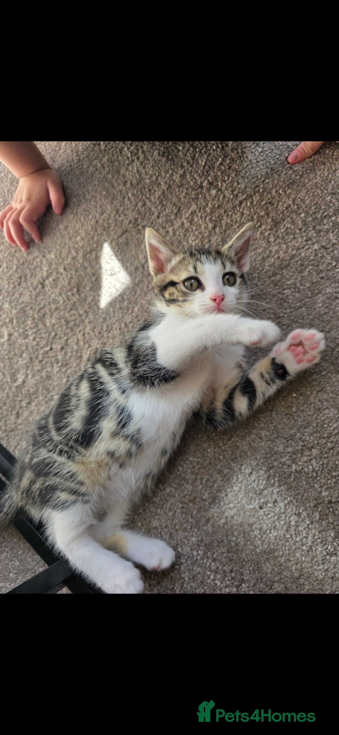 Domestic Shorthair cats for sale: 3 female kittens *READ DESCRIPTION* - Image 6