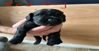 Cocker Spaniel dogs - Advert 10