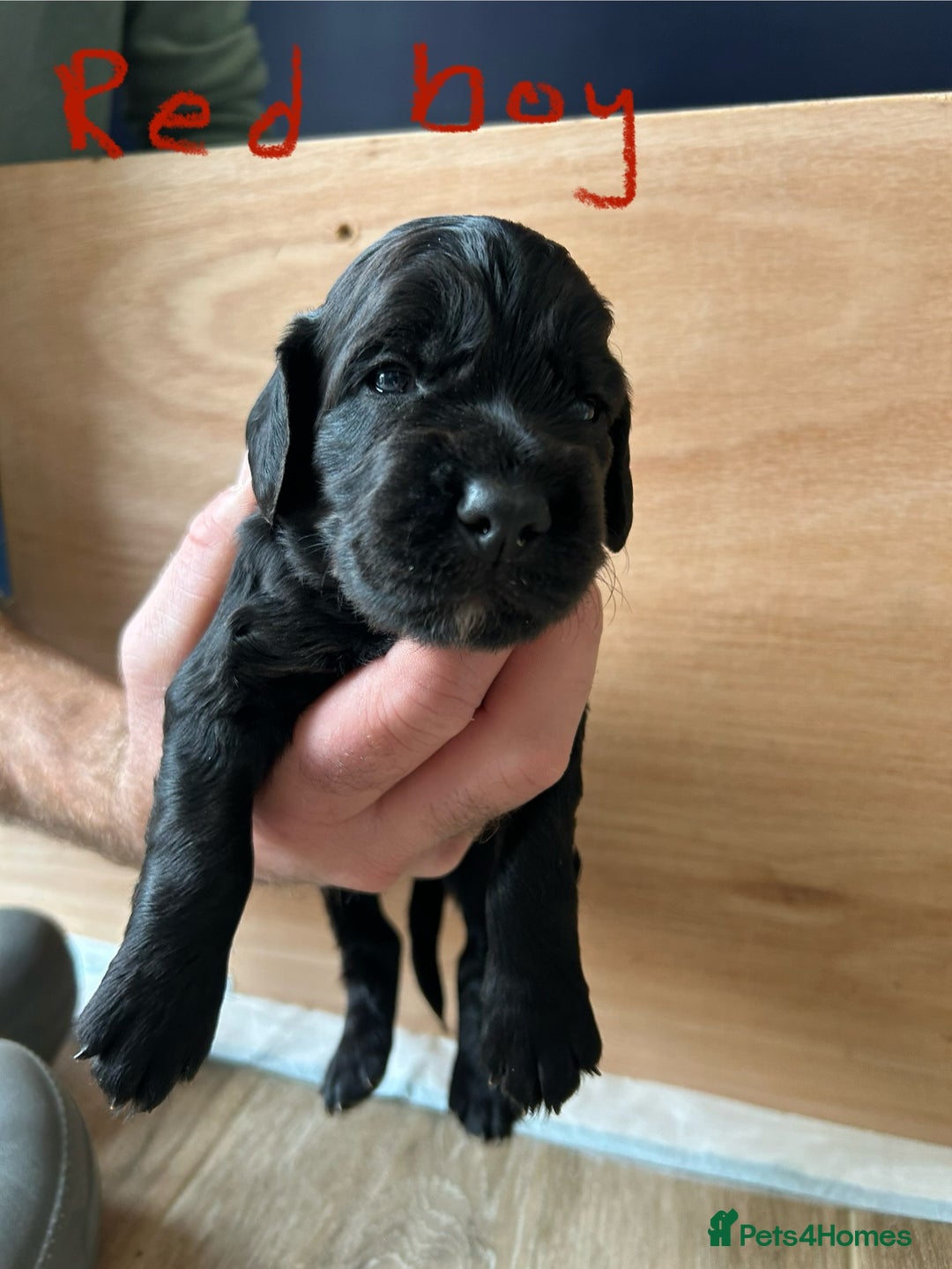 Cocker Spaniel dogs for sale: working cocker spaniel puppies - Image 3