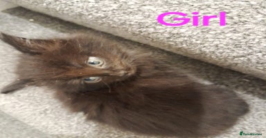 British Shorthair cats - Advert 1