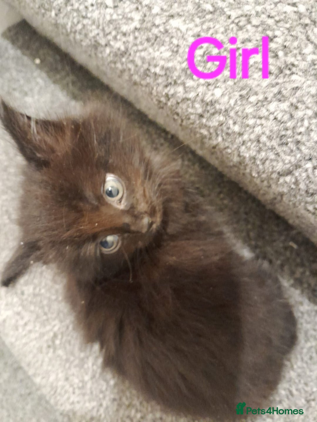 British Shorthair cats for sale: 4 beautiful kittens for sale - Image 3