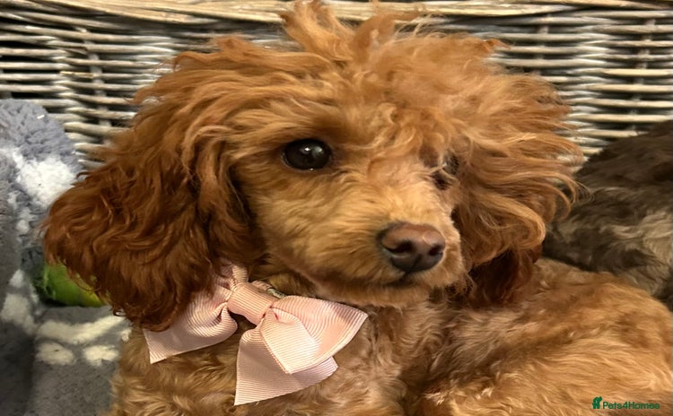 Toy Poodle dogs in Chichester - Advert 3
