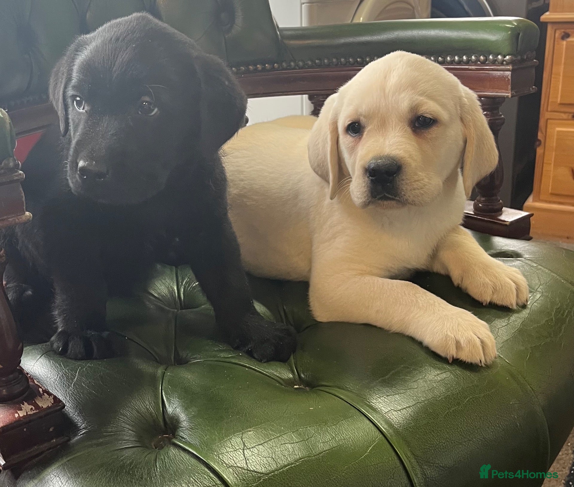 Labrador Retriever dogs for sale: 0/0 hips KC reg Health tested chunky 🐶  - Advert 1