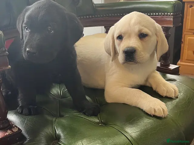 Labrador Retriever dogs for sale: 0/0 hips KC reg Health tested chunky 🐶 - Advert 1