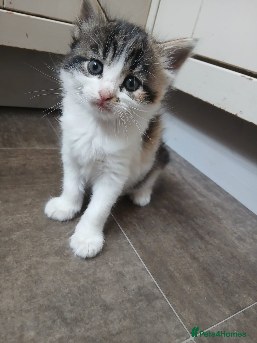 Mixed Breed cats for sale: Kittens for sale - Image 8