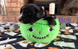 Cocker Spaniel dogs for sale: Pedigree Working Cocker Spaniel Puppies - Image 2