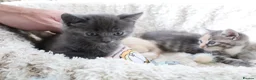 Siberian cats for sale: Beautiful Siberian Kittens-3 Boys-Hypoallergenic - Advert 10
